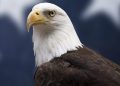 bald-eagle-officially-declared-national-bird-of-the-united-states-after-250-years
