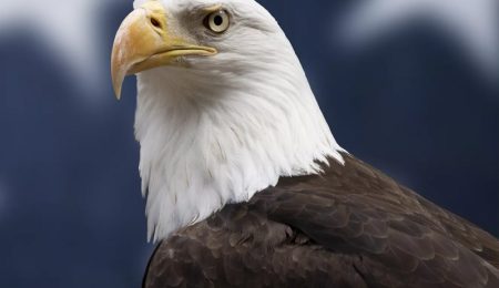 Bald Eagle Officially Declared National Bird of the United States After 250 Years bald-eagle-officially-declared-national-bird-of-the-united-states-after-250-years