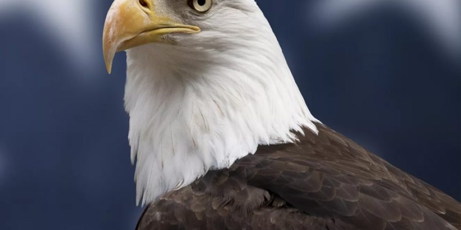 Bald Eagle Officially Declared National Bird of the United States After 250 Years bald-eagle-officially-declared-national-bird-of-the-united-states-after-250-years
