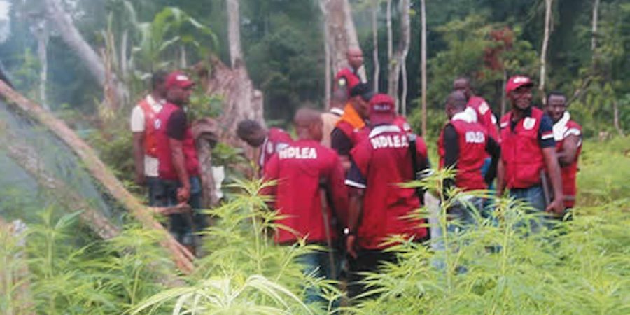 Suspected Drug Traffickers Attack NDLEA, Army Operatives During Edo Raid suspected-drug-traffickers-attack-ndlea,-army-operatives-during-edo-raid