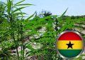 ghana-approves-cannabis-cultivation-for-industrial,-medicinal-use,-opens-licensing-to-companies