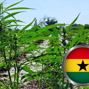 ghana-approves-cannabis-cultivation-for-industrial,-medicinal-use,-opens-licensing-to-companies