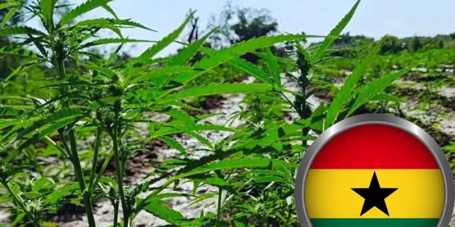 ghana-approves-cannabis-cultivation-for-industrial,-medicinal-use,-opens-licensing-to-companies