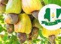 ncan-reject-cashew-export-ban,-warn-of-5-million-job-risk-in-nigeria