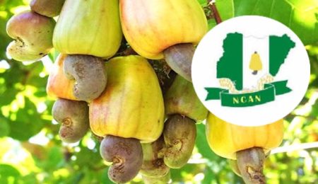 ncan-reject-cashew-export-ban,-warn-of-5-million-job-risk-in-nigeria