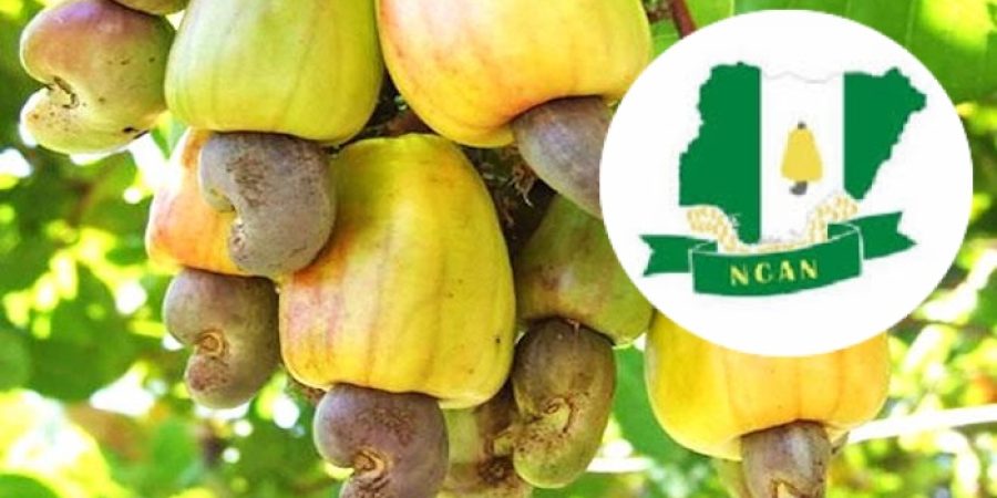 ncan-reject-cashew-export-ban,-warn-of-5-million-job-risk-in-nigeria